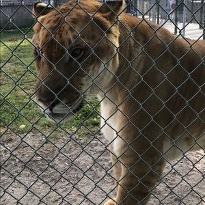 Meet your Posher, Alexis